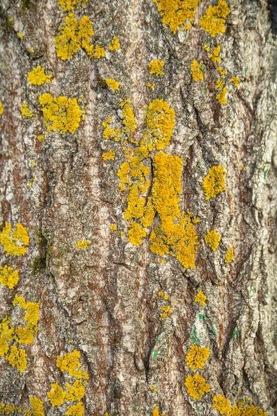 Moss Amarelo Texturizado Casca Árvore — Fotografia de Stock
