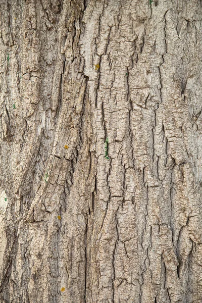 Hrubá Kůra Velkého Stromu Texturou — Stock fotografie