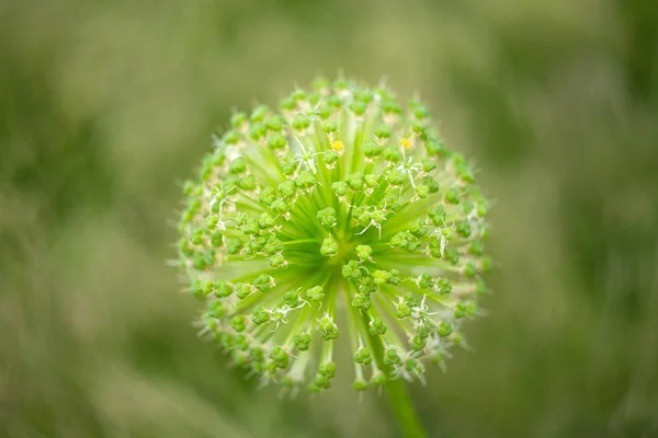 Mystérieuse Plante Lumineuse Forme Boule — Photo