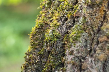 Yeşil Yosun Dokulu Ağaç Kabuğu