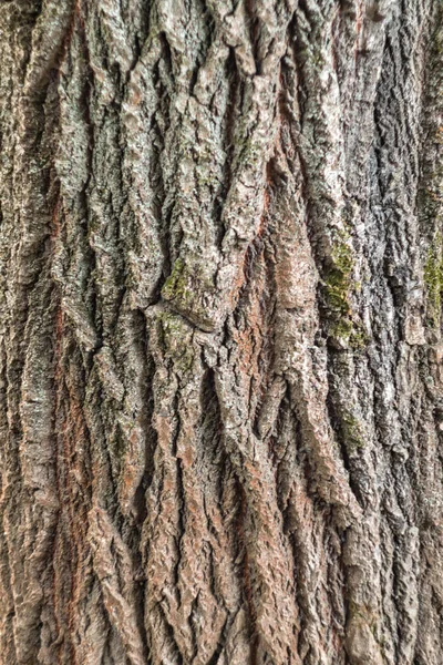 Relief Strukturierte Rinde Eines Alten Baumes — Stockfoto