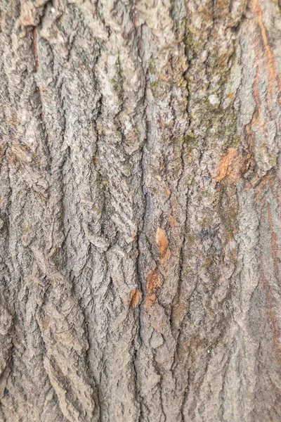 Alívio Casca Texturizada Uma Árvore Velha — Fotografia de Stock