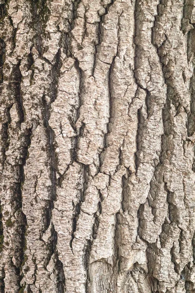 Casca Árvore Velha Texturizada — Fotografia de Stock