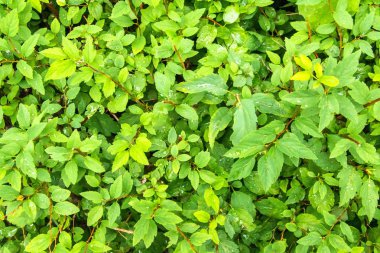 Parlak yeşil sulu yaprakları dokulu arka plan