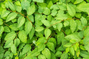 Parlak yeşil sulu yaprakları dokulu arka plan