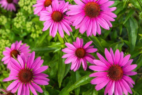 beautiful pink flowers and green leaves