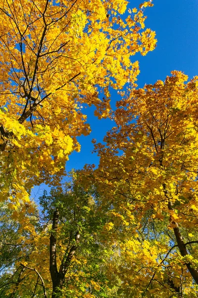 Mavi gökyüzüne karşı parlak akçaağaç ağaçları — Stok fotoğraf