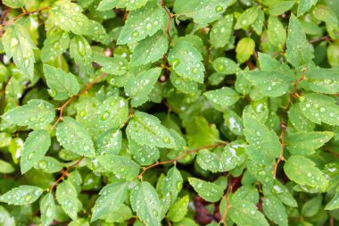 yağmur damlaları ile parlak yeşil yaprakları