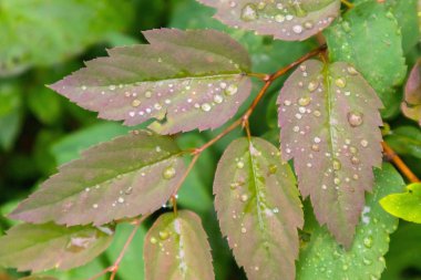 yağmur damlaları ile parlak yeşil yaprakları