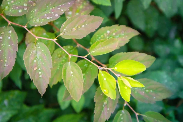 Yağmur damlaları ile parlak yeşil yaprakları — Stok fotoğraf