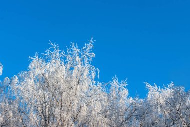 açık bir kış gününde huş üzerinde don