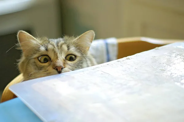 Curioso gato se asoma a la mesa — Foto de Stock