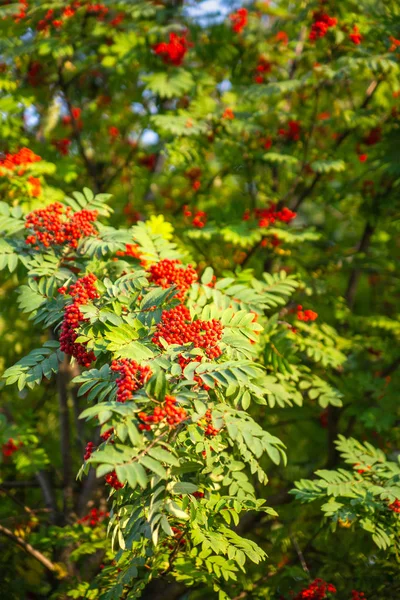 Rowan kümeleri kırmızı olgun dalları — Stok fotoğraf