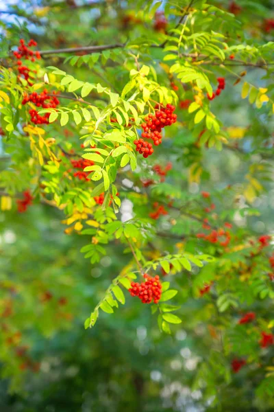 Rowan kümeleri kırmızı olgun dalları — Stok fotoğraf