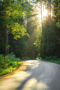 Çam ağaçları arasında orman yolu