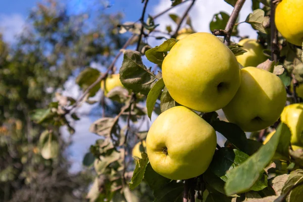 Yellow apples on apple tree leaves