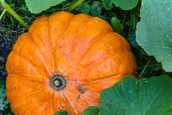 Großer Kürbis, der auf einem Beet in den Blättern wächst — Stockfoto