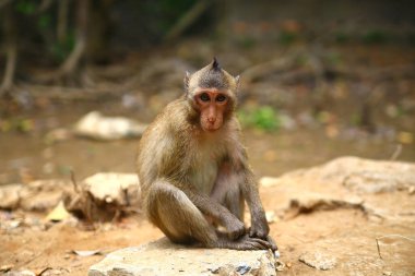 Maymun ormanda yerde oturmuş ileriye bakıyor.