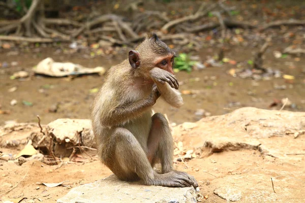 Mono cachorro pica en la selva — Foto de Stock