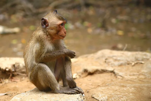 Mono de perfil se sienta en el suelo en la selva — Foto de Stock
