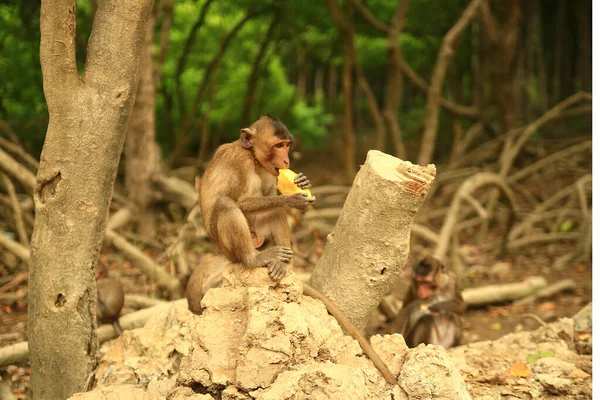 Mono comiendo mango sentado en una rama en el bosque — Foto de Stock