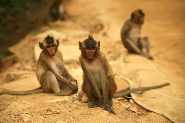 Tres monos jóvenes están sentados en el suelo en el bosque — Foto de Stock
