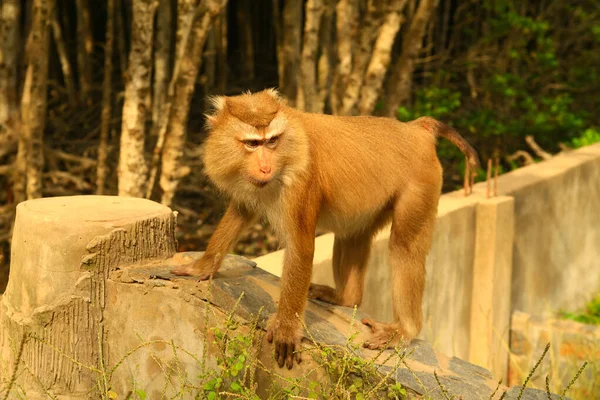 Monkey heading up a branch in the forest — Stock Photo, Image