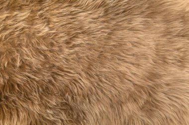 Textured faux beige fur background clipart