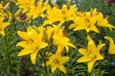 Yeşil bahçede açan parlak sarı zambaklar