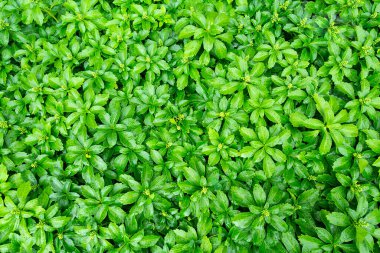 yeşil sulu yapraklar ve çiğ damlaları arka planda