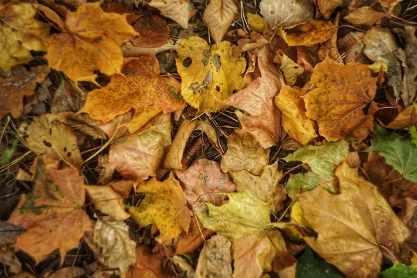 Textur Der Blätter Des Herbst Ahorns Fotografiert Herbstpark — Stockfoto