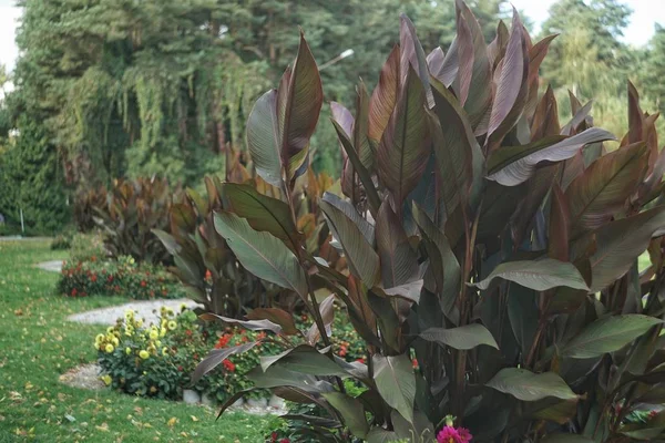 Extreme Close Burgundy Green Canna Leaves Illuminated Light Botanical Garden — Stock Photo, Image