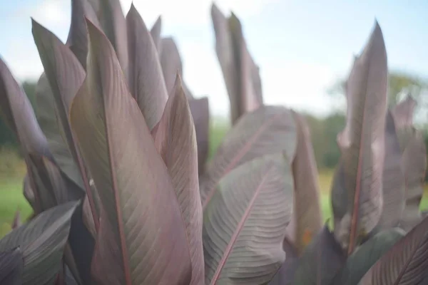 Extreme Close Burgundy Green Canna Leaves Illuminated Light Botanical Garden — Stock Photo, Image