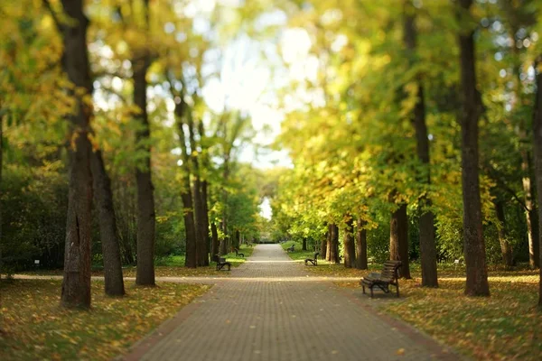 Alley Autumn Park Tall Old Trees Benches — Stock Photo, Image