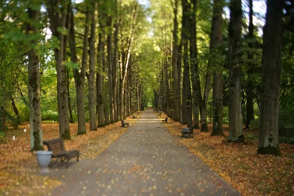 Alley Autumn Park Tall Old Trees Benches — Stock Photo, Image