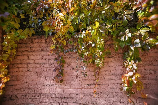 Autumn Leaves Background Old Red Brick Wall — Stock Photo, Image