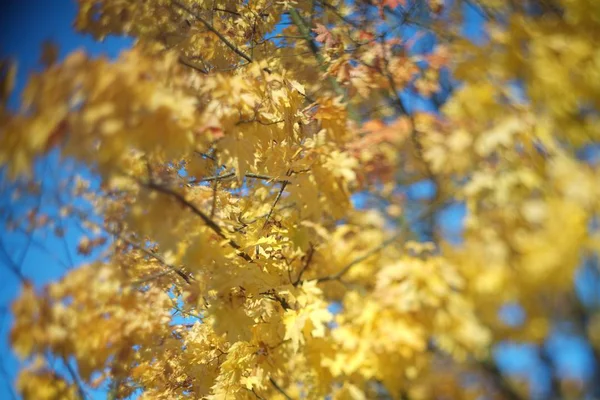 Кленовые Листья Против Голубого Неба Небольшой Площадью Фокуса — стоковое фото