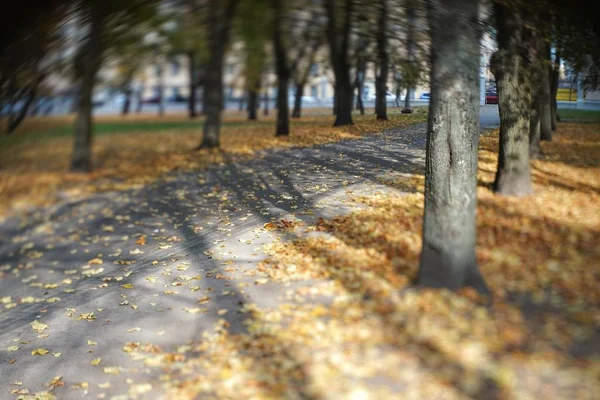Аллея Усыпанная Желтыми Листьями — стоковое фото