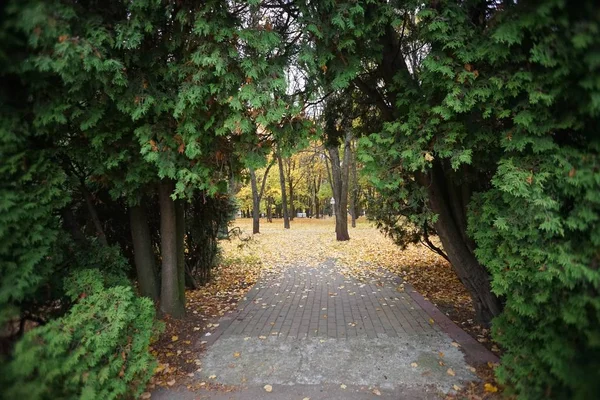 Trottoaren Parken Höstvädret Genom Båge Från Buskarna — Stockfoto