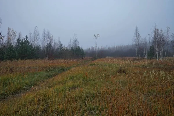 Feld Mit Jungen Bäumen Nebel Bei Bewölktem Wetter Der Dämmerung — Stockfoto