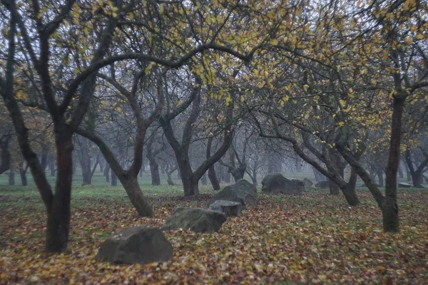 Park Einem Nebligen Novembertag Minsk Weißrussland — Stockfoto