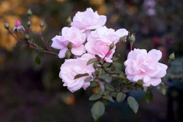 Yprus evsiz üç kedi