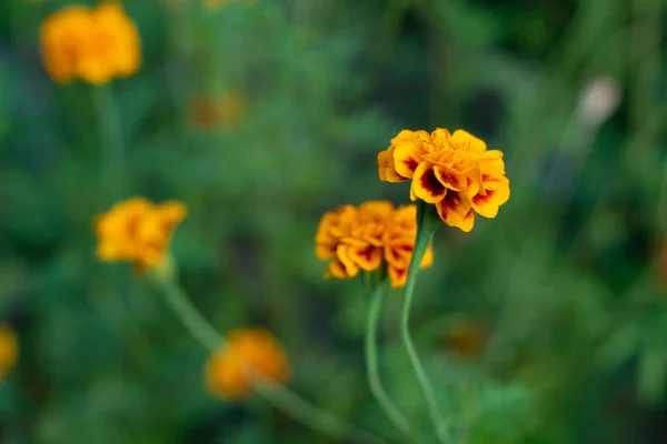 Macro Flores Calêndulas Jardim — Fotografia de Stock