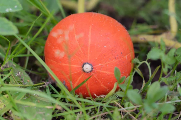 Bahçede turuncu balkabağı 