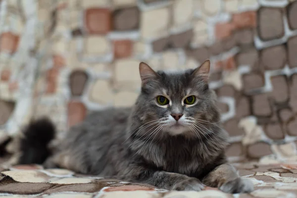 Gri kedi yeşil gözlü kameraya bakıyor