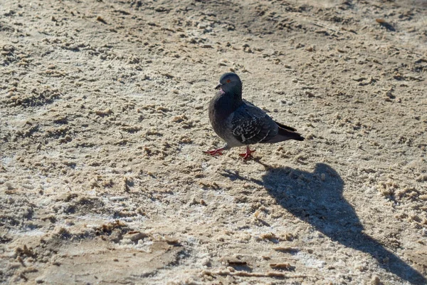 Bir kar üzerinde gurur güvercin