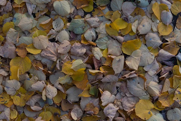 Herfstbladeren Abstracte Achtergrond — Stockfoto