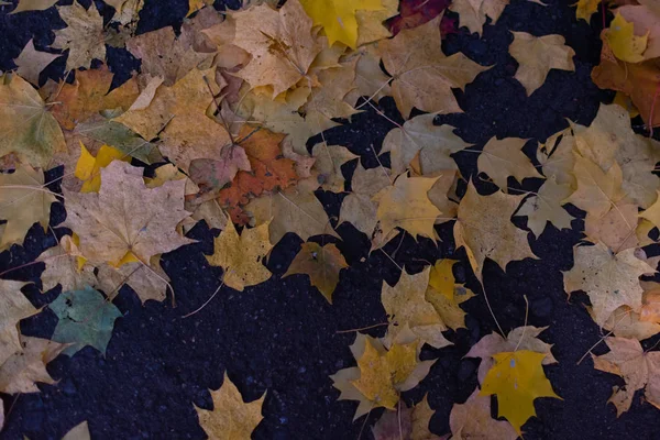 arka plan sonbahar yaprakları