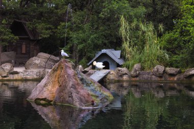Martı ve kuğu. Gölde renkli büyük taş.