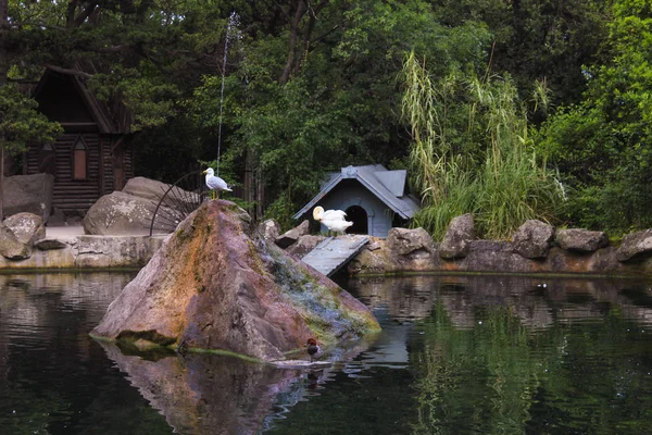 Martı ve kuğu. Gölde renkli büyük taş.